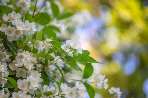 Jasmine flowers, spring summer fresh background, copy space