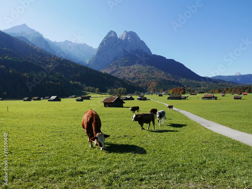 Blick zum Waxenstein und Alpspitze mit Kühe