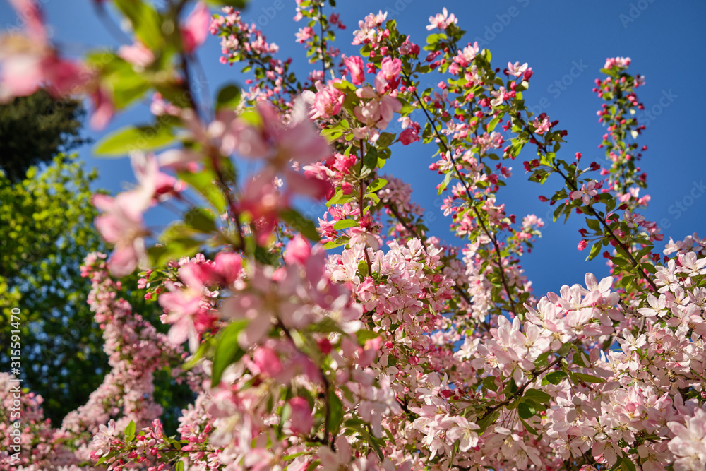 Beautiful bright cherry blossom  tree in the evening in a garden in Nuremberg, Germany, April 2019