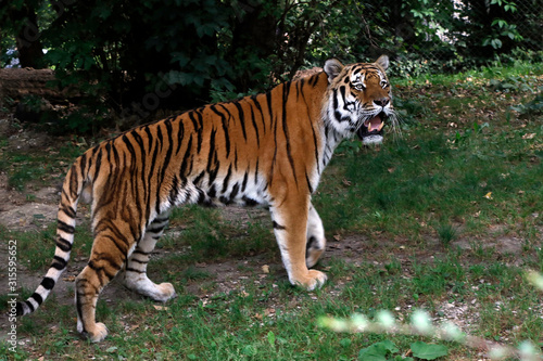 Sibirische Tiger  Panthera tigris altaica  Amurtiger oder Ussuritiger  Raubtier