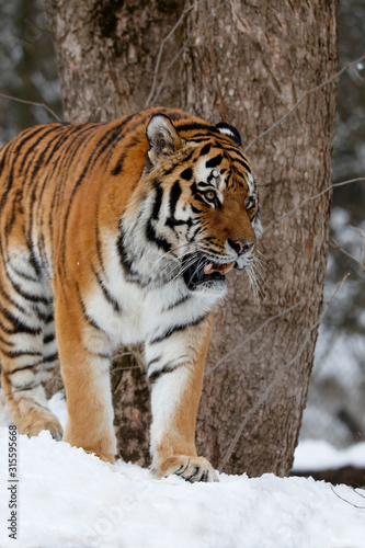 Sibirischer Tiger  Panthera tigris tigris  auch Amurtiger oder Ussuritiger im Schnee