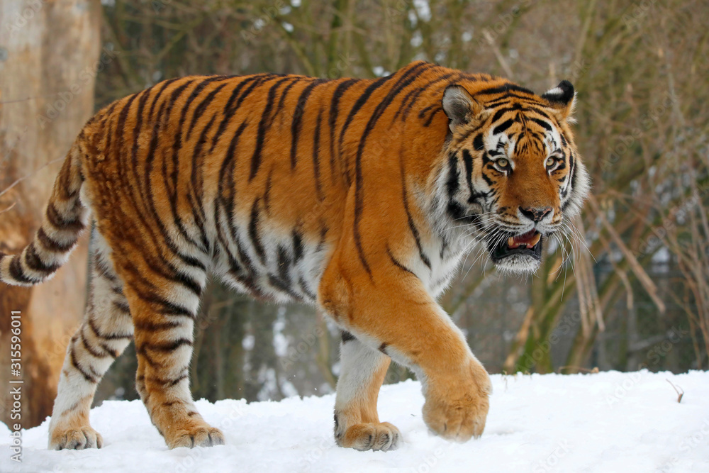 Obraz premium Tygrys syberyjski (Panthera tigris tigris) również tygrys amurski lub tygrys ussurytowy na śniegu