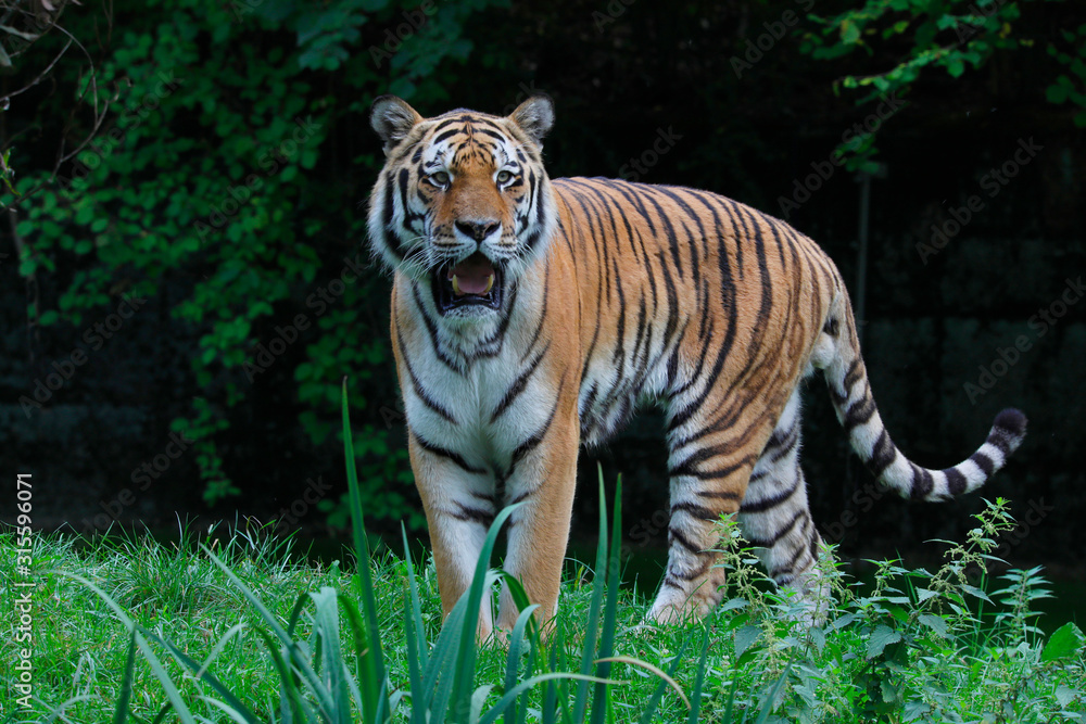 Fototapeta premium Sibirische Tiger (Panthera tigris altaica) Amurtiger oder Ussuritiger, Raubtier