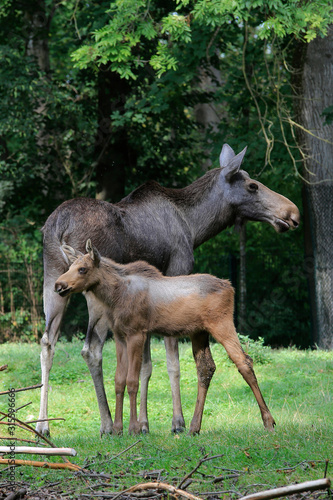  Elch (Alces alces) Muttertier, Elchkuh mit Kalb