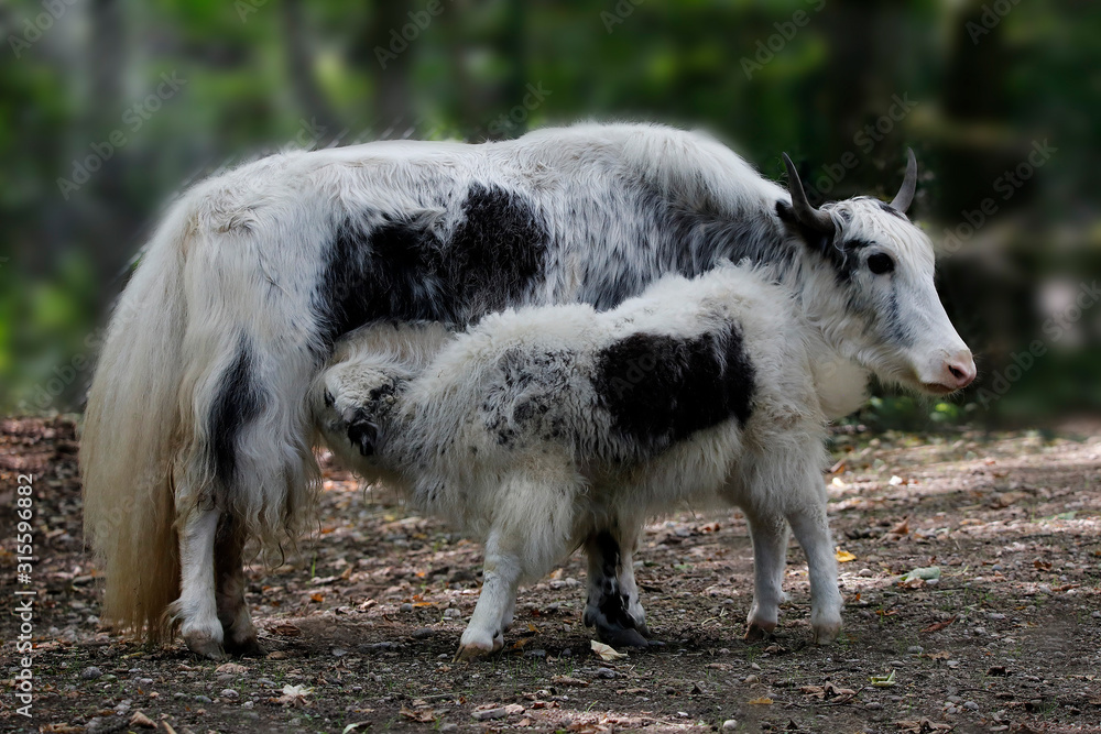 Obraz premium Yak (Bos mutus) oder Jak, Muttertier mit Kalb