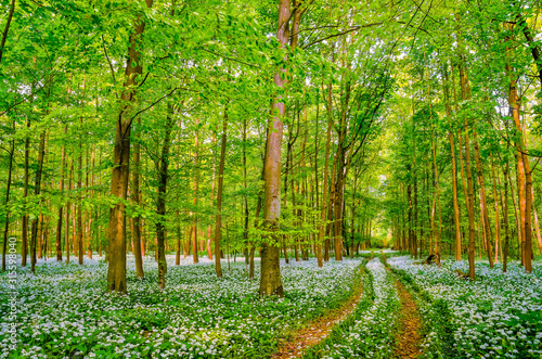 Bärlauchblüte im Auwald