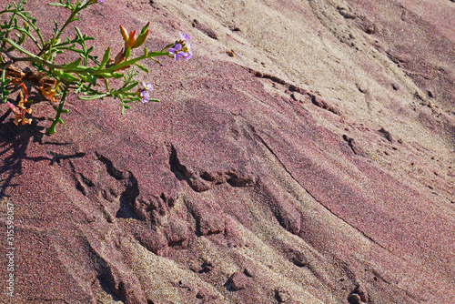 Tableau sur toile wildflowers on shore with purple sands at Big Sur's Pfeiffer Beach, California,
