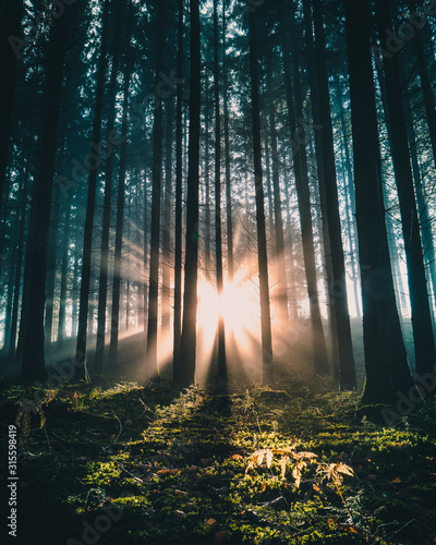 Sonnenaufgang im Bergwald
