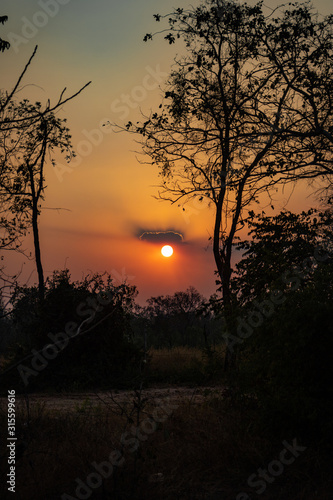 Sunset in the forest 