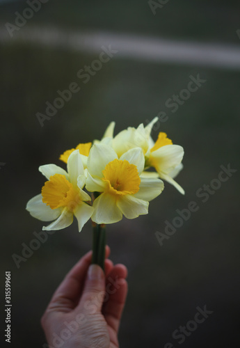 daffodil in hand/easter backgound