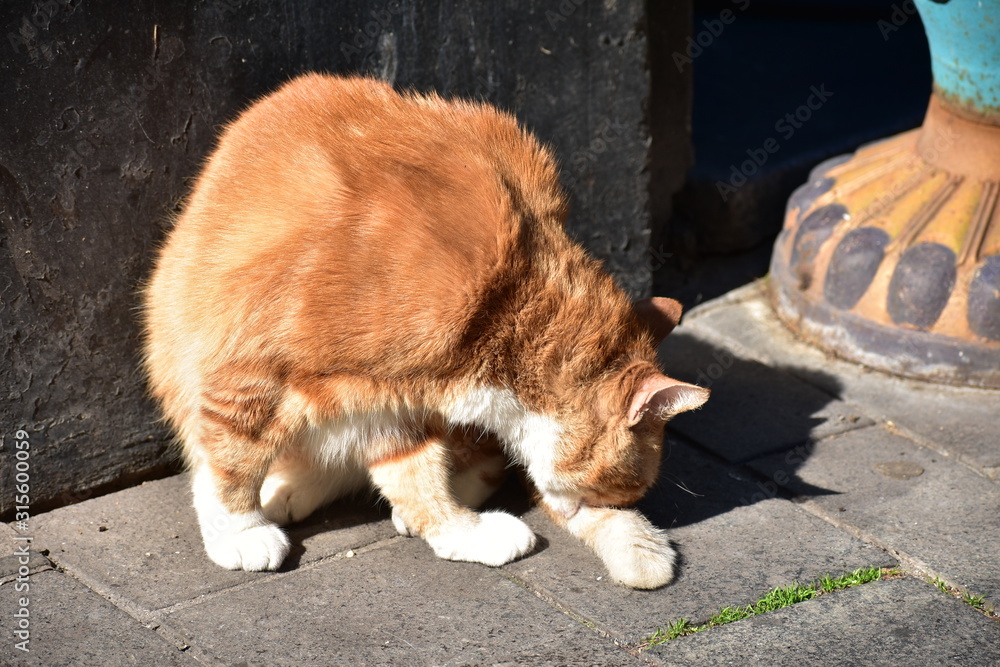 Orange cat cleaning itself in Amsterdam Orange cat cleaning itself in Amsterdam