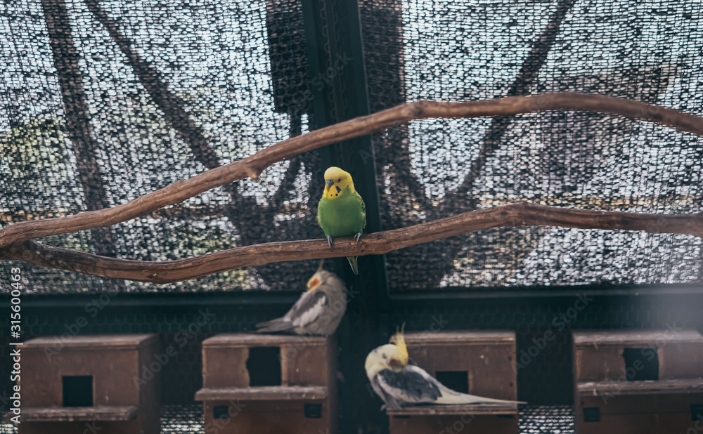 little bird little bird