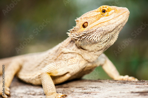 Pogonas are a genus of reptiles containing eight lizard species which are often known by the common name bearded dragons.
