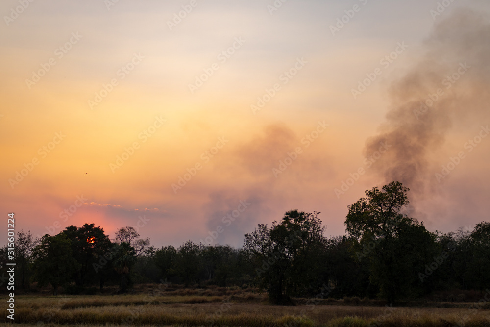 Fototapeta premium Sunset in the forest