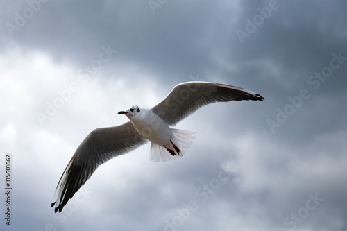 Close up of a gull flying on the sky photo