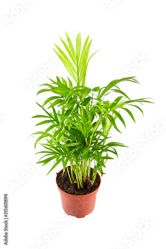 Houseplant in flowerpot isolated on white background. Indoor plant with green leaves. Chamaedorea, Parlor palm