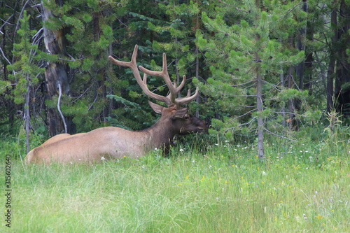 Deer in the Yellowstone national park