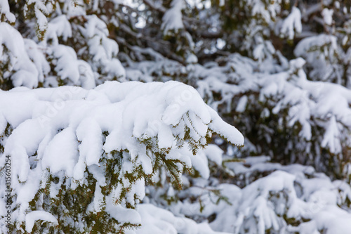 Branches of spruce covered ...
