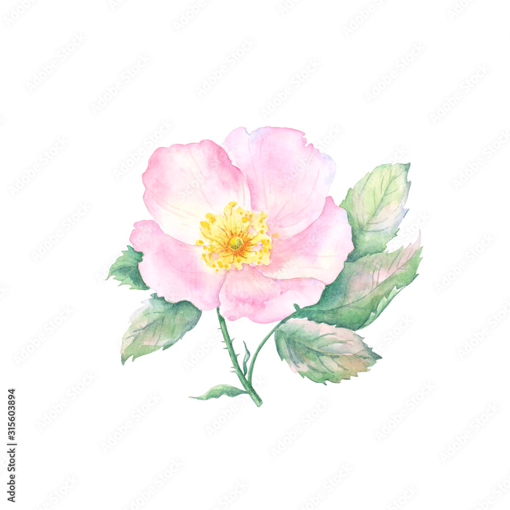 Watercolor drawing of rose hip flower isolated on white background. Hand painted illustration of pink brier flower with green leaves. Spring blossom botanical illustration. Watercolor drawing of rose hip flower isolated on white background. Hand painted illustration of pink brier flower with green leaves. Spring blossom botanical illustration.