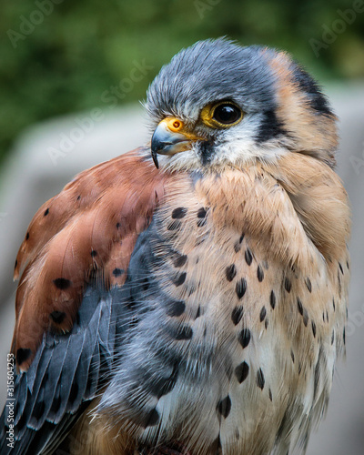 American kestrel