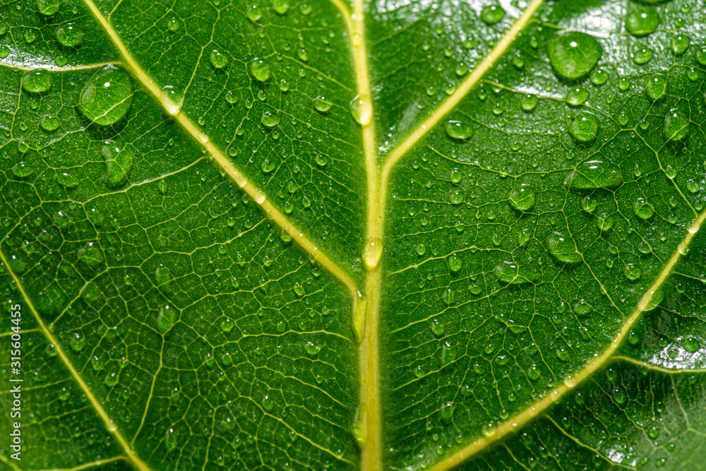 Close up of a wet and shiny green leaf with yellow veins Close up of a wet and shiny green leaf with yellow veins