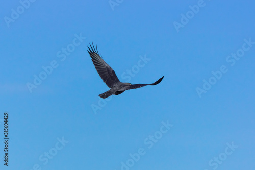 A falcon flies in a blue sky.