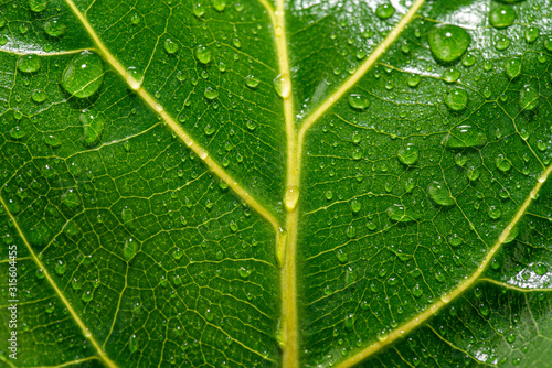 Close up of a wet and shiny green leaf with yellow veins