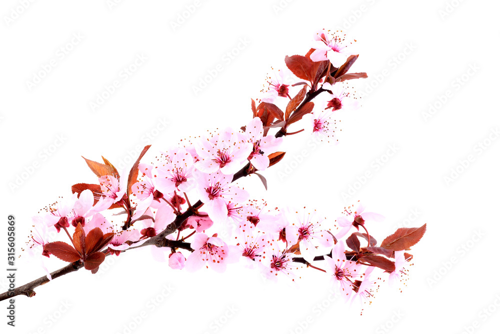 Spring flowers. Cherry pink blossom isolated on white background. Sakura tree. 
