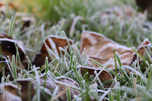Hoarfrost on the grass. Frost Dew in the winter. Early morning. Winter. Cold. Snow. Frozen