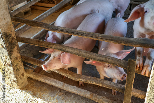 Young piglets in a barn on a peasant farmstead