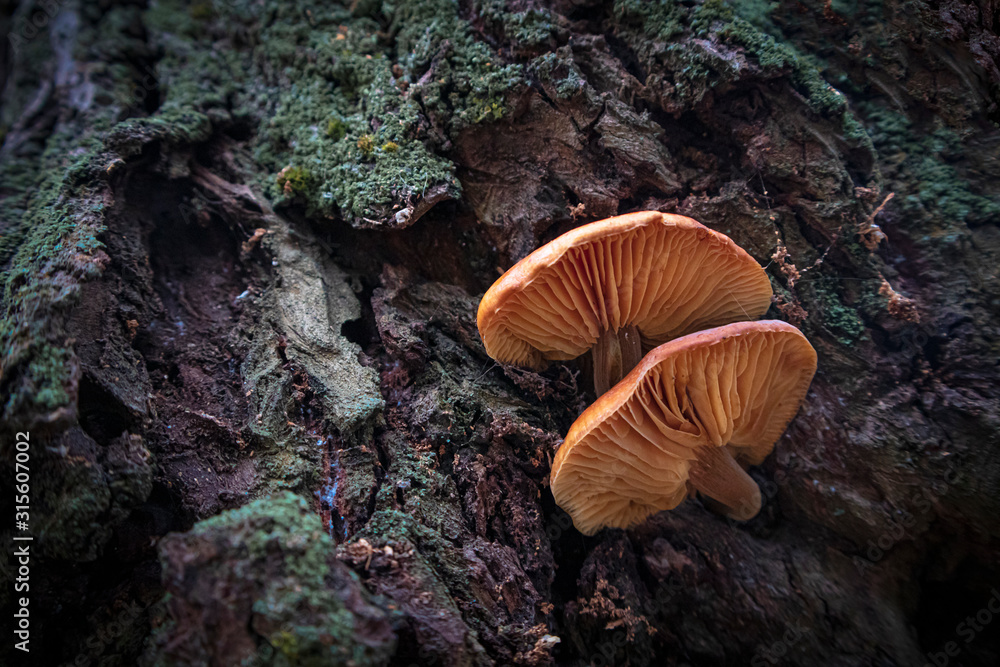 Fototapeta premium Flammulina velutipes edible orange mushroom growing on a tree