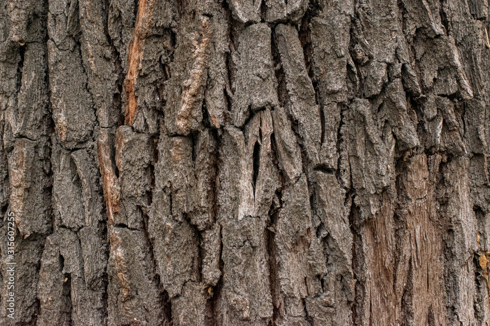 texture of the trees in the forest texture of the trees in the forest