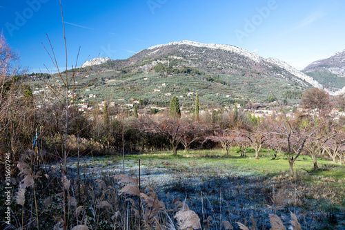 Apricot fruit trees in the Baronnies at winter, in an area just to the north of Provence, Drome Provencale part of the Rhone-Alpes, France