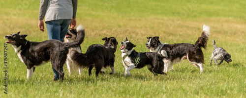 Walk with many obedient dogs without a leash in the nature. Border Collies