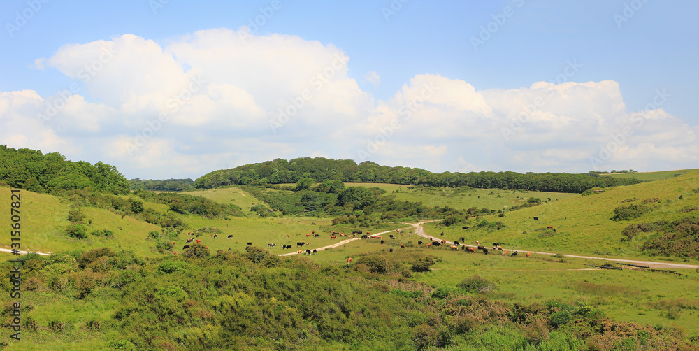 landscape south england, green hills and cattle herd