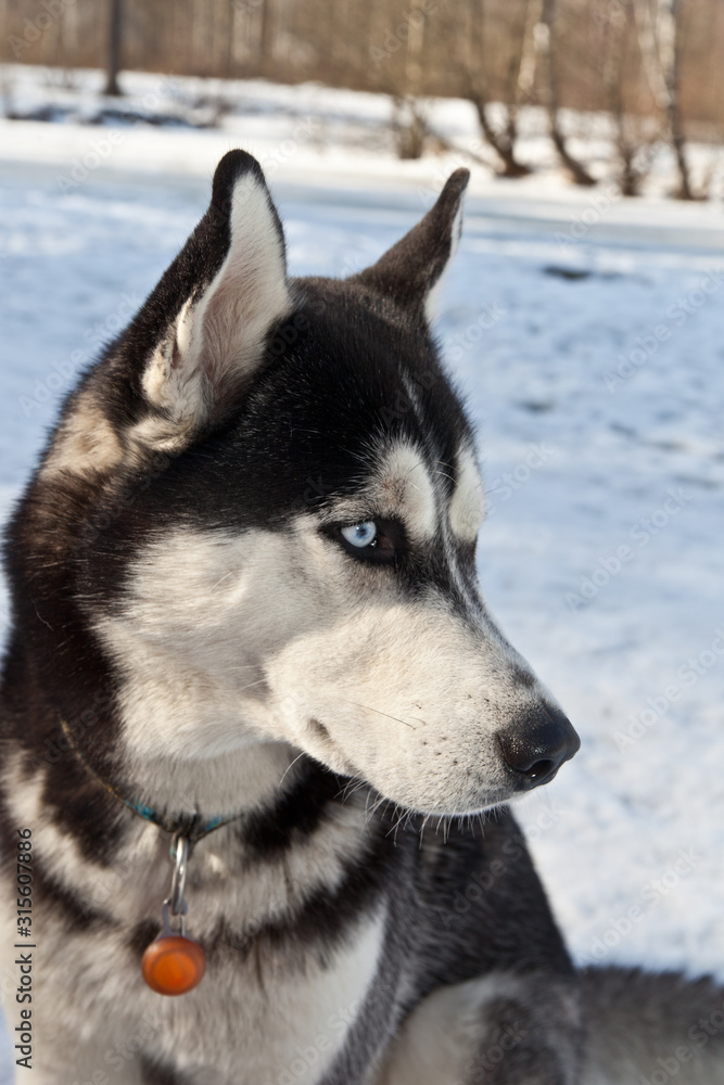 Dog breed Siberian Husky portrait in nature on winter in profile