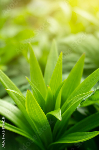 Spring floral background. Macro object  close-up. Sunny spring light. Green grass  reflection of the sun.