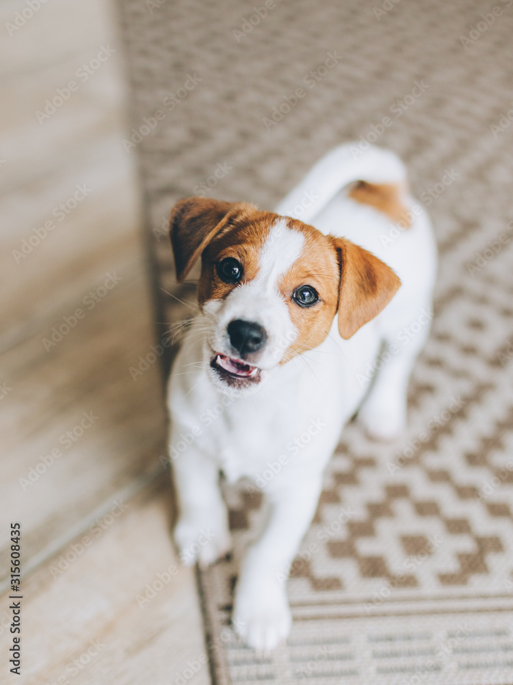  Adorable puppy Jack Russell Terrier on the capet at home.