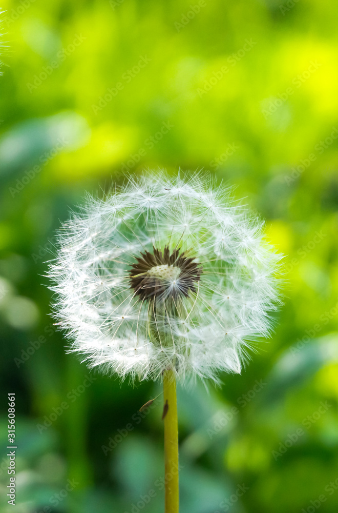 Obraz premium Spring floral background. Macro object, close-up. Sunny spring light. Green grass, reflection of the sun.