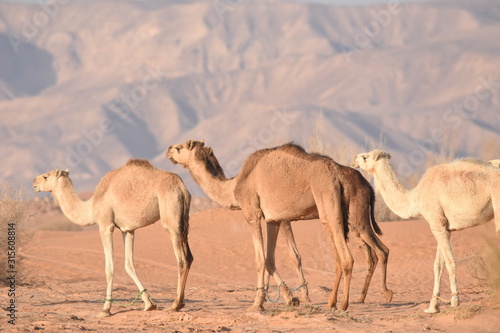 ..Camels in the Jordanian desert, looking for food. Herd grazing and breeding.