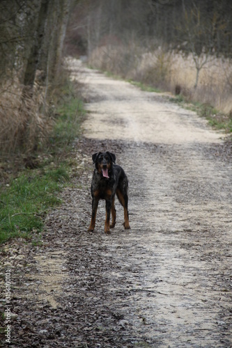 Chienne Beauceron qui s'amuse dans les flaques d'eau en forêt