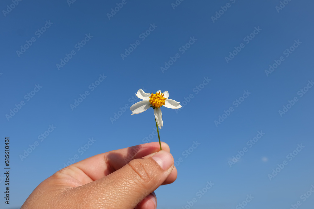 Beautiful blue sky and white flower in hand so lovely. Bright day in the winter season in Chiangmai, Thailand. Beautiful blue sky and white flower in hand so lovely. Bright day in the winter season in Chiangmai, Thailand.