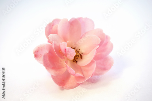 Rose bud on a white background. Pink rose on the white background