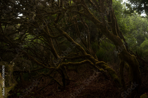 A jungle surrounded by trees covered in mosses under the sunlight