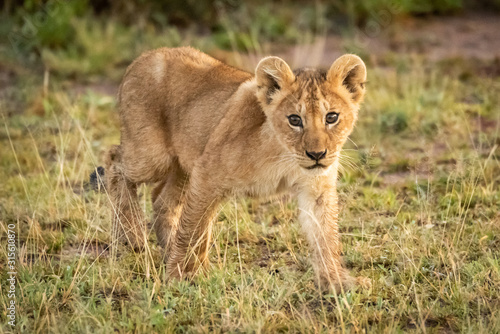 Lion cub walks on savannah through grass