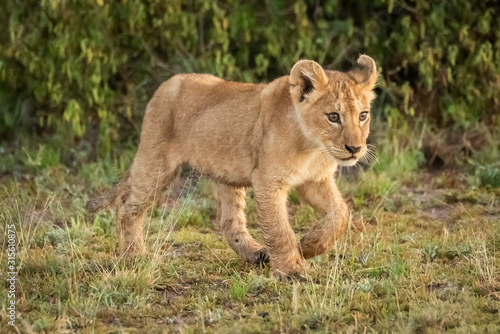 Lion cub walks on savannah in grass