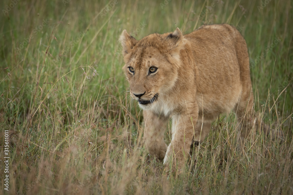 Fototapeta premium Lion cub walks towards camera in grass