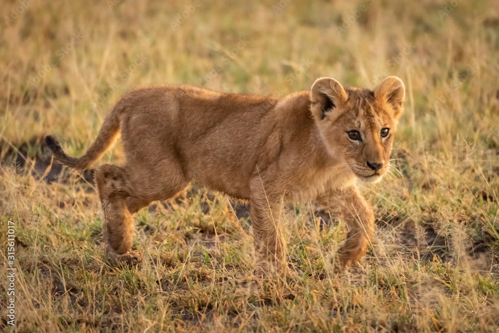 Fototapeta premium Lion cub walks through grass turning head