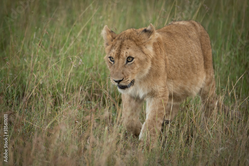 Lion cub walks towards camera in grass