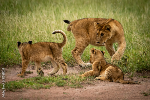 Lion cub watches siblings circle each other